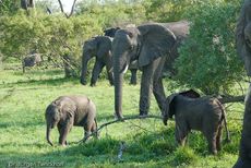 Afrikanischer Elefant (92 von 131).jpg